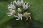 Climbing milkweed <BR>Honeyvine milkweed